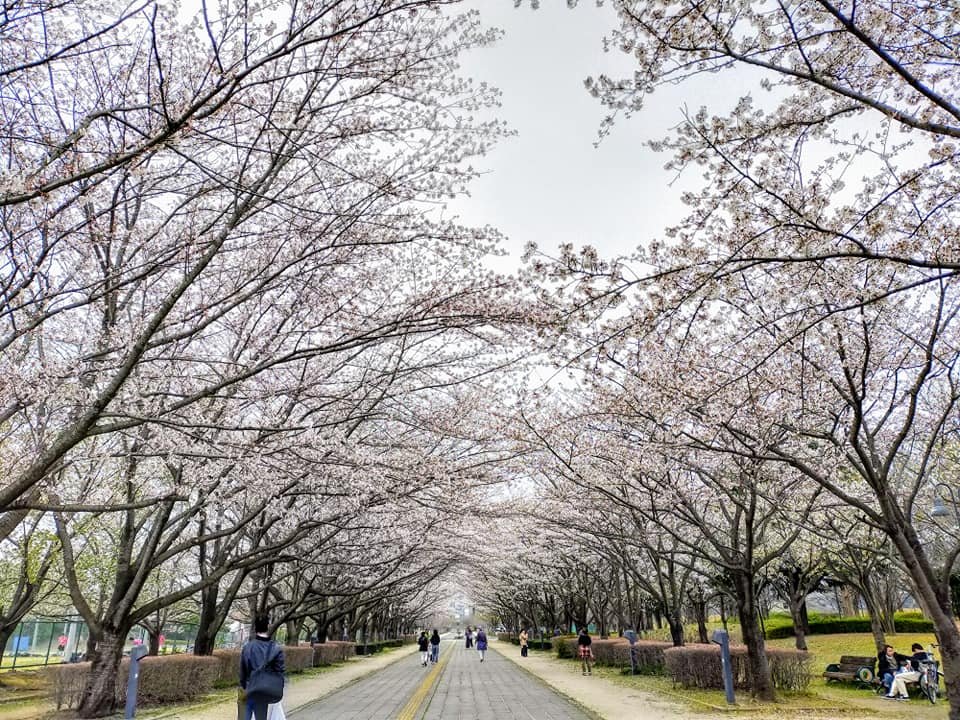 🏞️ 떡갈나무 잎 공원(가시와노하 공원) 이미지 8